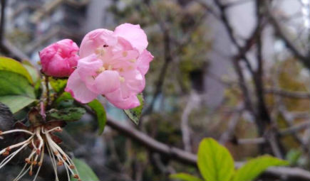 区块链应用遍地开花，制造业绽放绚丽光彩