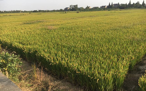 啥是“5G田”？5G让智慧农业再迎新发展！